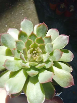 Echeveria Christmas Apple Piante grasse succulenta