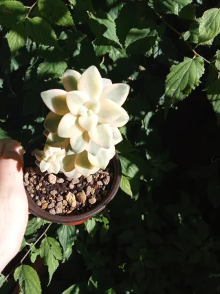 Echeveria Apricoat Piante grasse Succulenta