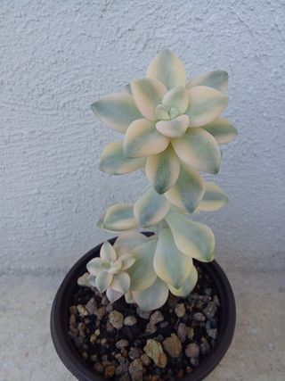 Echeveria Apricoat Piante grasse Succulenta