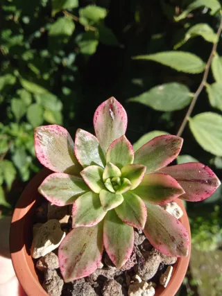 Aeonium Sweet Tea Piante Grasse Succulenta