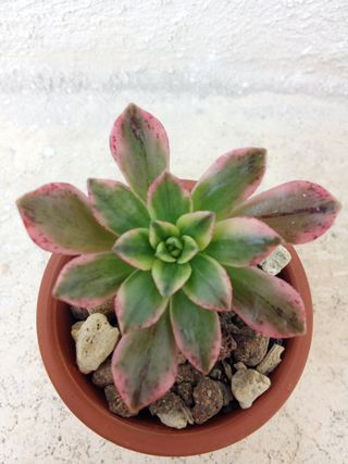 Aeonium Sweet Tea Piante Grasse Succulenta