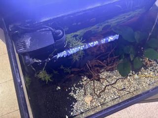 Pecera 55L con mueble y accesorios