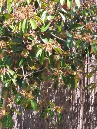 2 Plantas Photinia Red Robin Copa