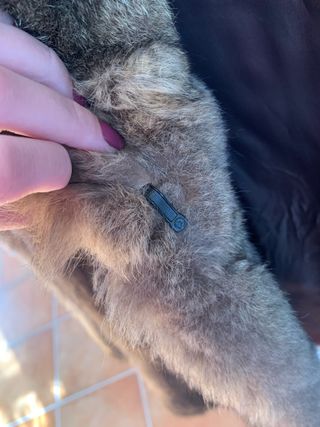 Pelliccia vera opossum