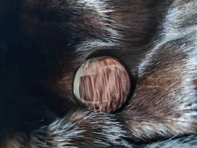 Abrigo de mujer marrón