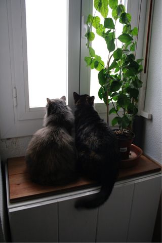 Catsitter - cuidadora gatos