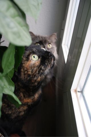 Catsitter - cuidadora gatos