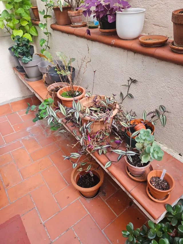 Varias plantas exteriores para vender entre 5 y 15