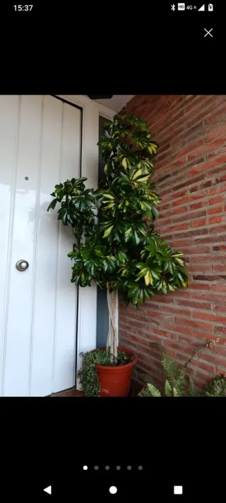 Schefflera planta de interior