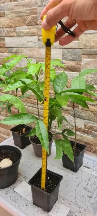 Plantas de mamoncillo