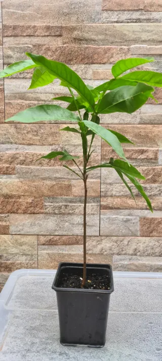 Plantas de mamoncillo