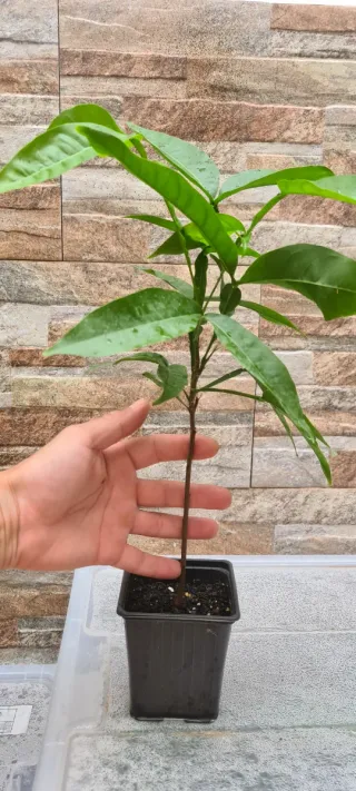 Plantas de mamoncillo