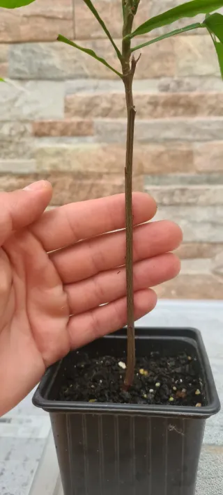 Plantas de mamoncillo