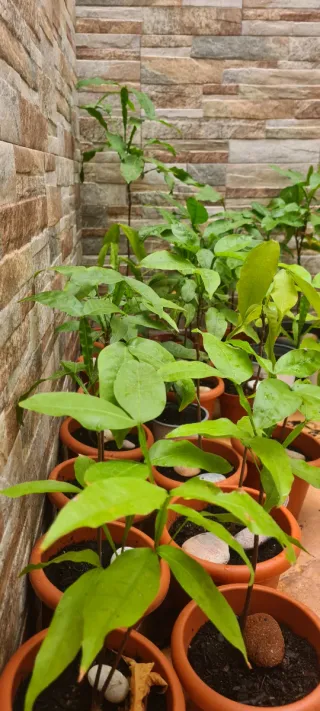 Plantas de mamoncillo