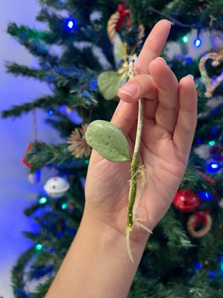 Hoya New Guinea Ghost