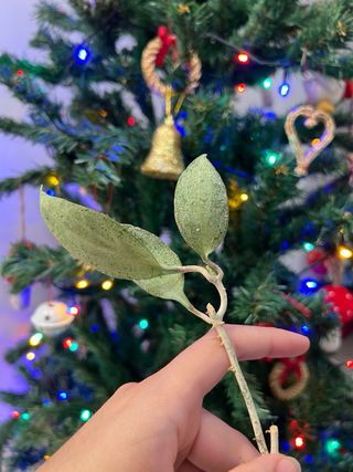 Hoya New Guinea Ghost