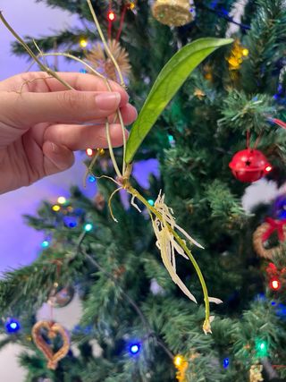 Hoya crassipetiolata splash