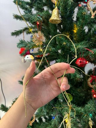 Hoya crassipetiolata splash