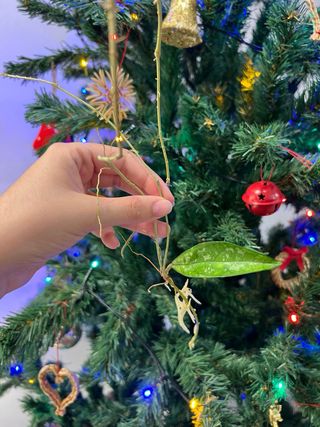 Hoya crassipetiolata splash