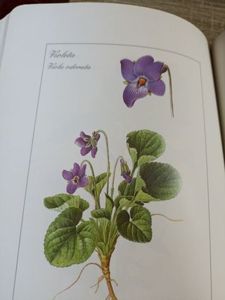 Hierbas Medicinales En La Biblia