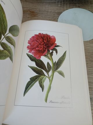 Hierbas Medicinales En La Biblia