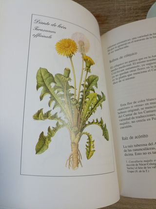 Hierbas Medicinales En La Biblia