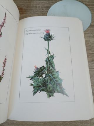 Hierbas Medicinales En La Biblia