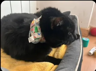 Collar protección sonda esofágica perro