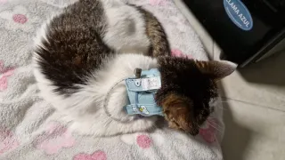 Collar protección sonda esofágica perro