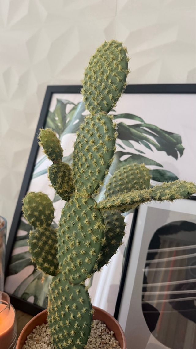 Pacchetto di decorazioni a forma di cactus + 2 cornici