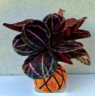 Kokedama di Calathea roseopicta “Dottie"