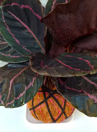 Kokedama di Calathea roseopicta “Dottie"