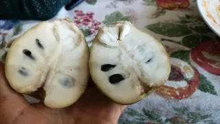Semi di Annona Cherimoya