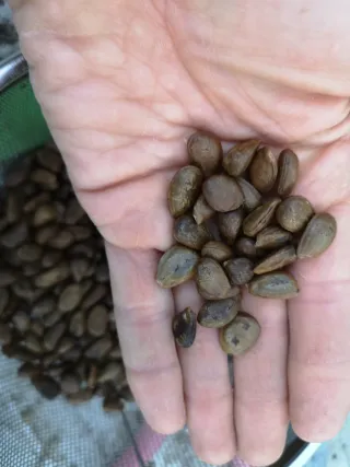 Semi di Annona Cherimoya