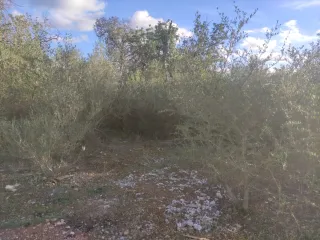 Terreno rústico con árboles