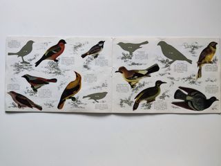 Álbum Panrico Pájaros 1972 Colección 96 Autoadhesi