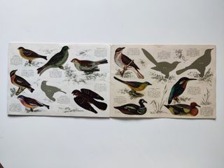 Álbum Panrico Pájaros 1972 Colección 96 Autoadhesi