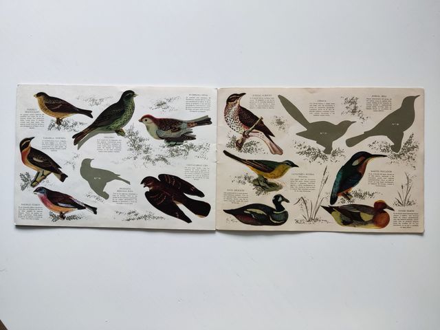 Álbum Panrico Pájaros 1972 Colección 96 Autoadhesi