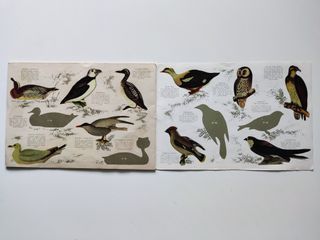 Álbum Panrico Pájaros 1972 Colección 96 Autoadhesi