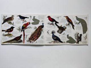 Álbum Panrico Pájaros 1972 Colección 96 Autoadhesi