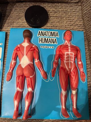 Anatomía humana. Equipo N° 4. Juego años 60.