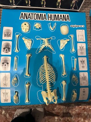 Anatomía humana. Equipo N° 4. Juego años 60.