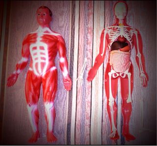 Anatomía humana. Equipo N° 4. Juego años 60.