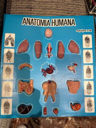 Anatomía humana. Equipo N° 4. Juego años 60.
