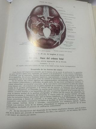 Atlas de anatomía humana Huesos, articulaciones...