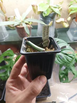 Monstera Deliciosa Variegata - Estaca