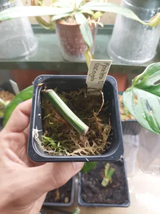 Monstera Deliciosa Variegata - Estaca