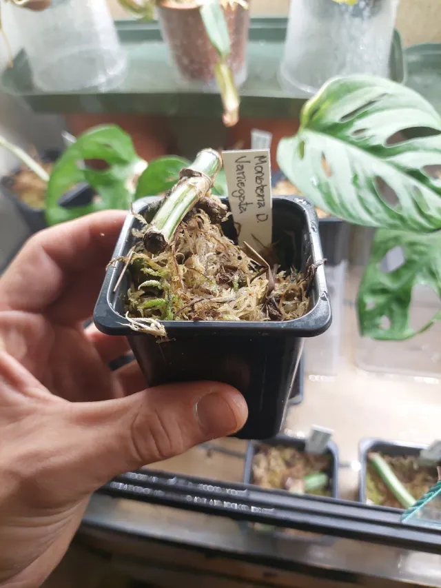 Estaca Monstera Deliciosa Variegata