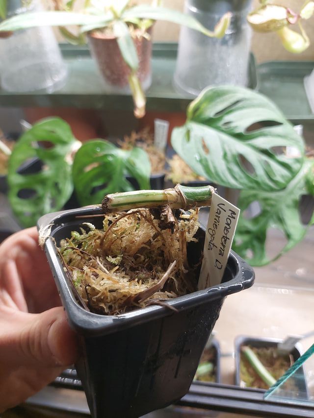 Estaca Monstera Deliciosa Variegata