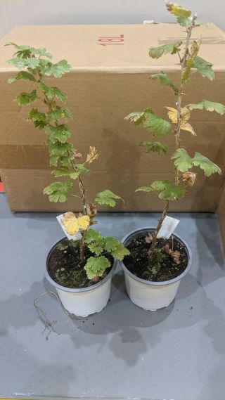 2 Plantas Grosella uva espino amarillo